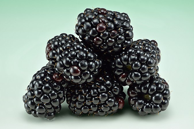 图为一些黑莓（Rubus fruticosus）。