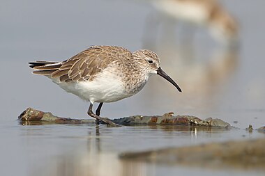 Curlew sandpiper