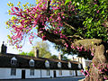 Judas tree and blossum