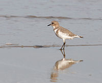 Two-banded Plover (winter plumage)