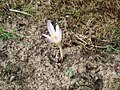 Colchicum autumnale first flower