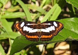 相思帶蛺蝶(雄蝶) A. nefte♂