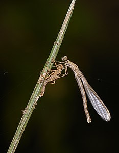 Prodasineura verticalis female (emergence)