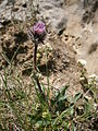 Erigeron uniflorus