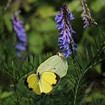 with Eurema mandarina on Vicia cracca, Mount Ibuki, Shiga prefecture, Japan.