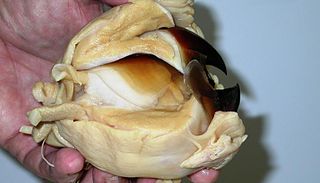 Giant squid beak with associated buccal musculature