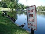 Geese excrete solid waste and sit on the side of the pond