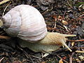 可食用有肺类陆生罗马蜗牛的壳和生物体。