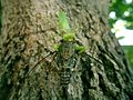 宽腹螳螂（Hierodula bipapilla）捕蝉