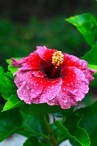 Hibiscus