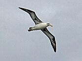 At Kilauea Point on Kauai, Hawaii