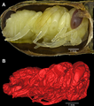 Comparison between a modern pupa and a fossil pupa from the La Brea Tar Pits