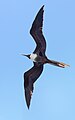 Female in flight, Galapagos Islands
