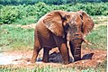 Hwange elephant seeking relief from the afternoon heat