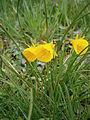 Narcissus bulbocodium