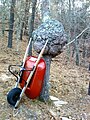 Oak burl with a wheelbarrow for scale Wellfleet, Massachusetts