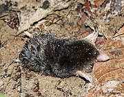 Black mole