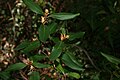 Persoonia laurina, Sydney