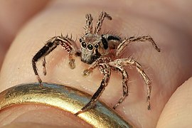 Plexippus petersi (jumping spider) on a human finger at golden hour