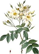 麝香蔷薇 (musk rose)