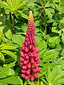 Lupinus polyphyllus.