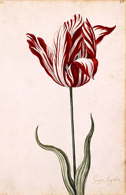 17th-century painting of the Semper Augustus tulip cultivar, whose striping is caused by tulip breaking virus infection
