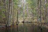 River in a woodland in summer