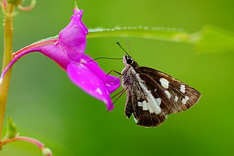 Ventral view