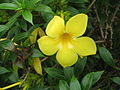 Allamanda cathartica close-up