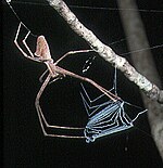 澳洲的Avella属蜘蛛