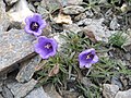 Campanula alpestris