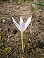 Colchicum alpinum