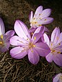 Colchicum cilicicum 'Purpureum'