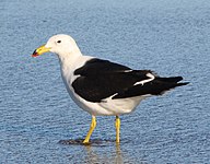 Olrog's gull