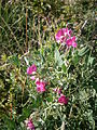 Lathyrus tuberosus