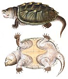 大鳄龟（Macrochelys temminckii）