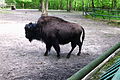 European bison