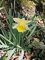 Narcissus pseudonarcissus subsp. pseudonarcissus'