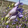 Flowers of Penstemon incertus