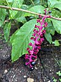 Phytolacca americana