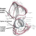 Right hip bone, external surface, showing the greater and lesser sciatic notches, separated by the ischial spine