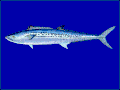 蓝点马鲛/日本马加䲠 S. niphonius