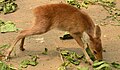 於 2005年8月16日 (二) 07:51 版本的縮圖