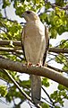 Male at Pune (Maharashtra), India