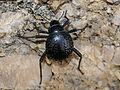 Long-legged darkling beetle, S. dentata, in Namibia