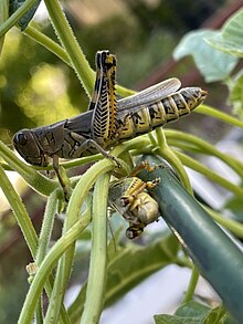 Two differential grasshoppers seen in a garden in Utah, USA.