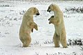 兩隻北極熊在加拿大曼尼托巴的邱吉爾鎮附近爭吵的情景