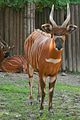 Bongo antilope