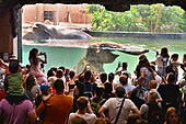 Visitors watching bathing Indian elephants