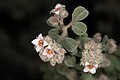   Endangered   Pink pimelea, Pimelea spicata